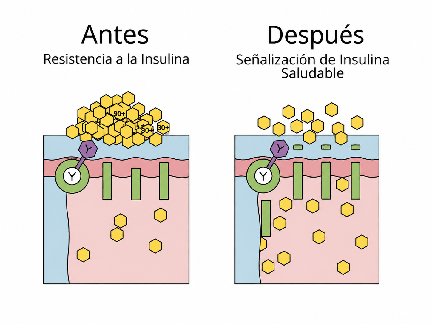 Diagrama antes y después de la sensibilidad a la insulina